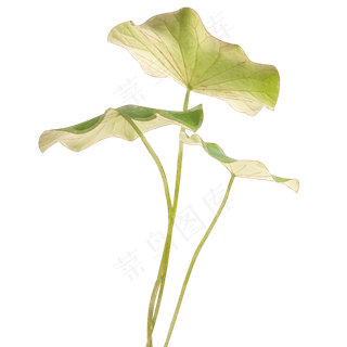 手绘荷叶和蜻蜓,免抠元素