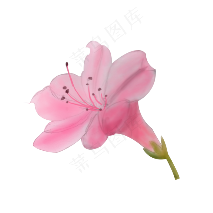 卡通手绘中国风水彩粉色杜鹃花免