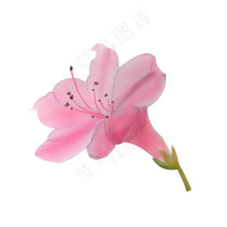卡通手绘中国风水彩粉色杜鹃花免