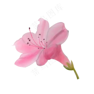 卡通手绘中国风水彩粉色杜鹃花免