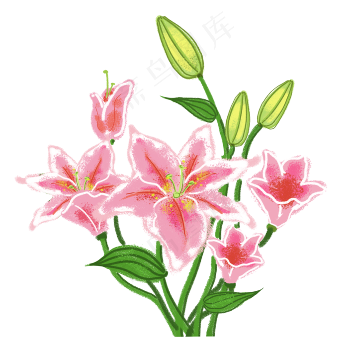 手绘百合花束小清晰装饰手账免费,免抠元素(3000X3000(DPI:300))psd模版下载