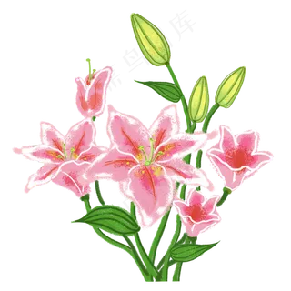 手绘百合花束小清晰装饰手账免费,免抠元素