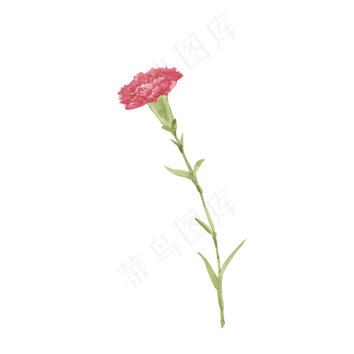 花花朵花色花瓣康乃馨,免抠元素