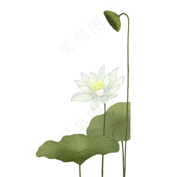 古典荷花(2000X2000(DPI:300))psd模版下载