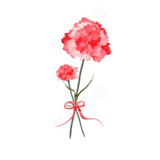 母亲节红色康乃馨花朵