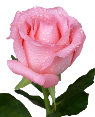 七夕节玫瑰花,免抠元素