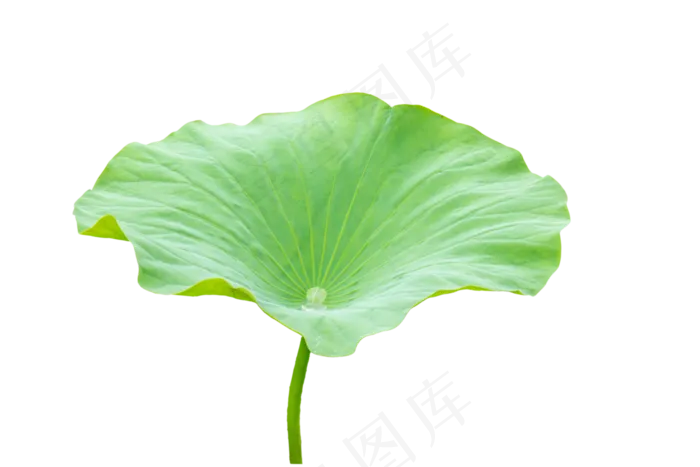 池塘荷叶(7952*5304px 300 dpi )