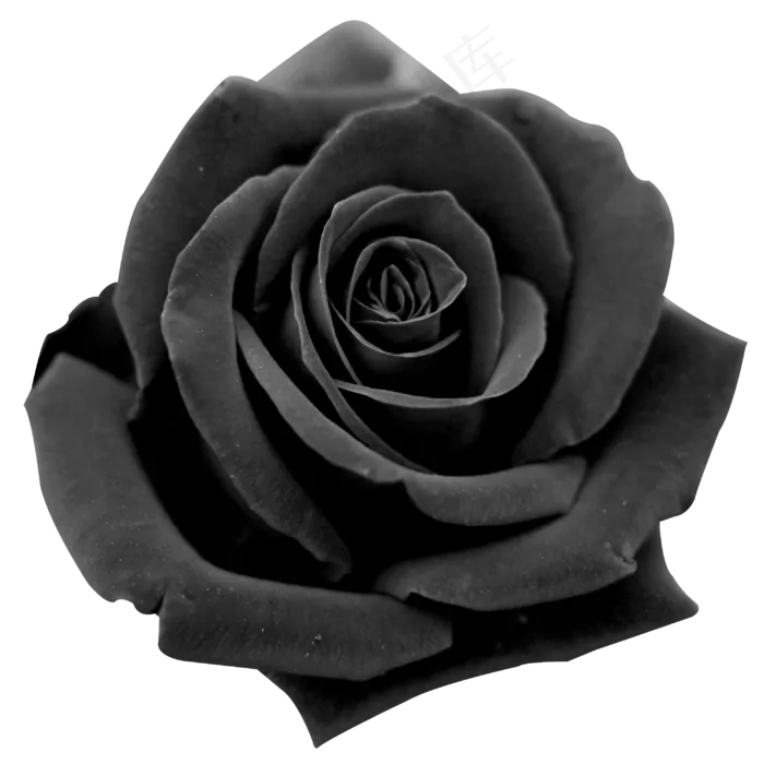 实拍公园玫瑰花春暖花开(3000X3000(DPI:300))psd模版下载