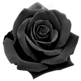 实拍公园玫瑰花春暖花开 实拍公园玫瑰花春暖花开