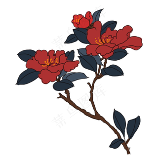 中国风手绘茶花卉插图