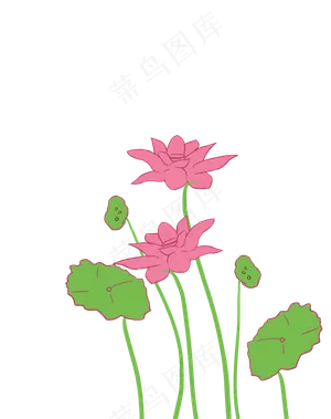 荷花荷叶