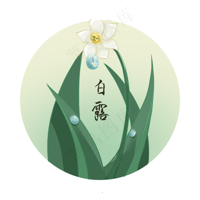 白露露珠水仙花免扣,免抠元素