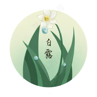 白露露珠水仙花免扣,免抠元素