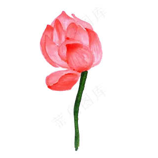 红色的荷花免抠图