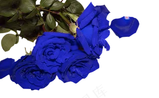 蓝色妖姬实拍免扣