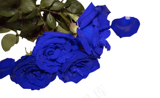 蓝色妖姬实拍免扣 蓝色妖姬实拍免扣