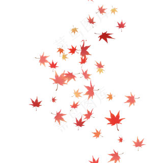 红叶飘落枫叶飘落秋天落叶