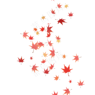 红叶飘落枫叶飘落秋天落叶
