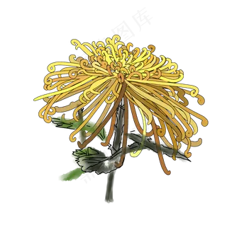 重阳节菊花素材
