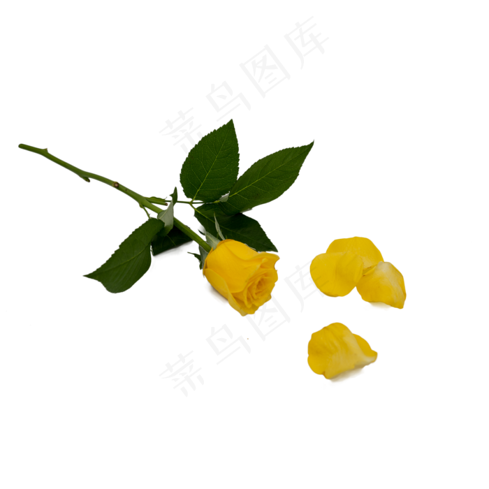 黄玫瑰和花瓣(2000*2000px 300 dpi )