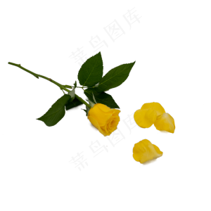 黄玫瑰和花瓣