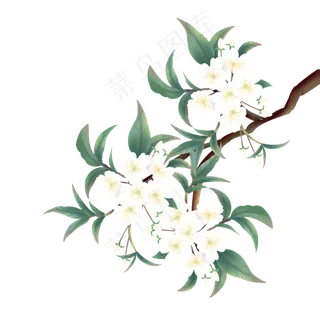 中国风工笔花卉梨花,免抠元素