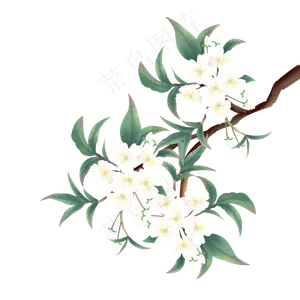 中国风工笔花卉梨花,免抠元素