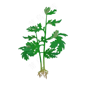 整颗艾草植株艾草PNG素材,免抠元素