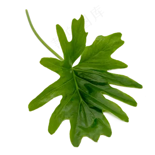 春羽的绿色叶子