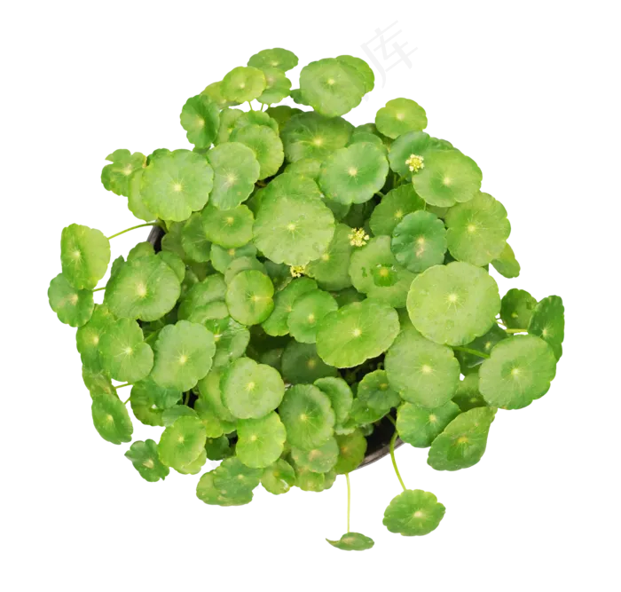 铜钱草积雪草,免抠元素(2000X3772(DPI:299))psd模版下载