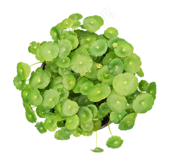 铜钱草积雪草,免抠元素