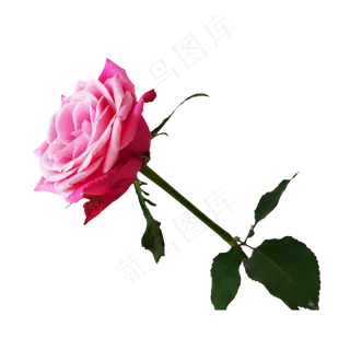 粉色玫瑰花枝,免抠元素 粉色玫瑰花枝,免抠元素