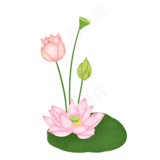 荷花荷叶花骨朵莲蓬