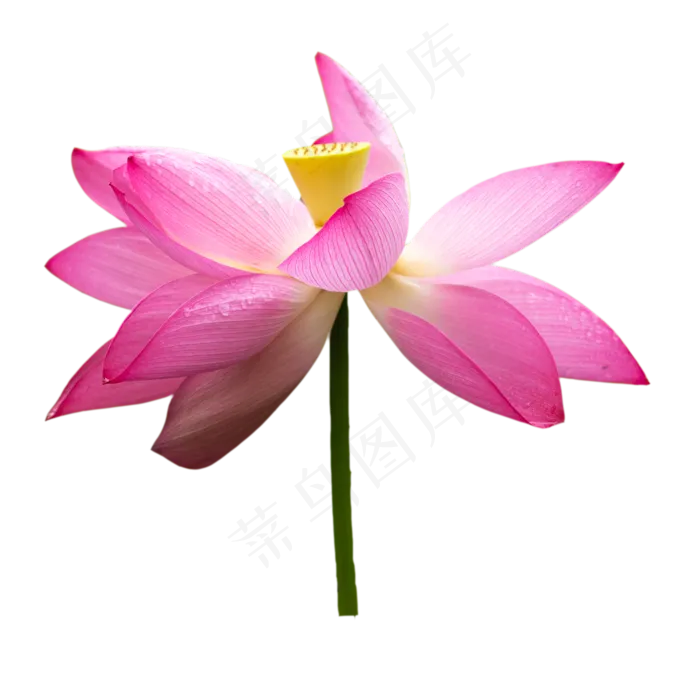 荷花花瓣(3508X3543(DPI:300))