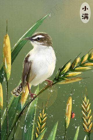小满夏日麦田小鸟