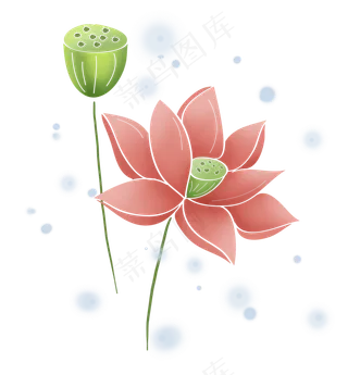 夏天荷花与莲蓬,免抠元素