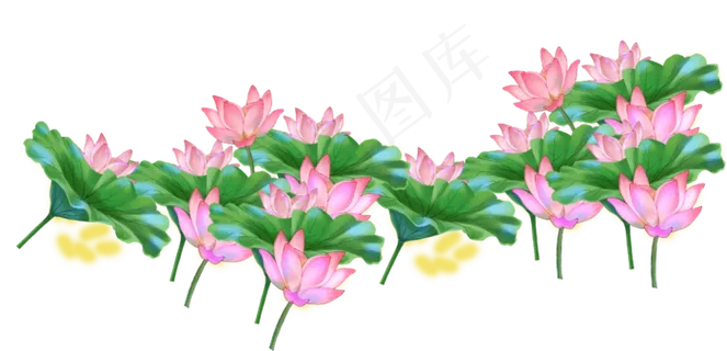 夏日荷花 夏日荷花