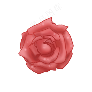 沾满水珠的粉色玫瑰