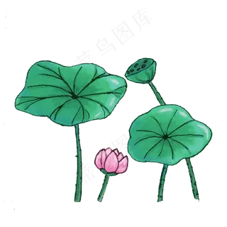 卡通夏季荷叶