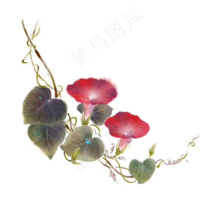 红花手绘红色牵牛花(2000X2000(DPI:300))psd模版下载