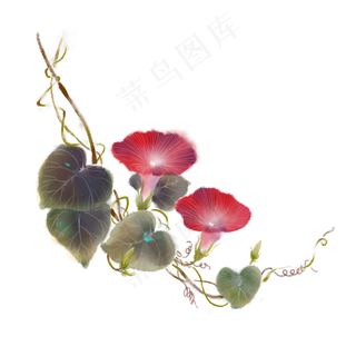 红花手绘红色牵牛花