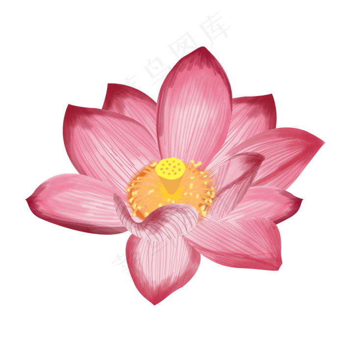 手绘荷花png素材(2000X2000(DPI:300))psd模版下载