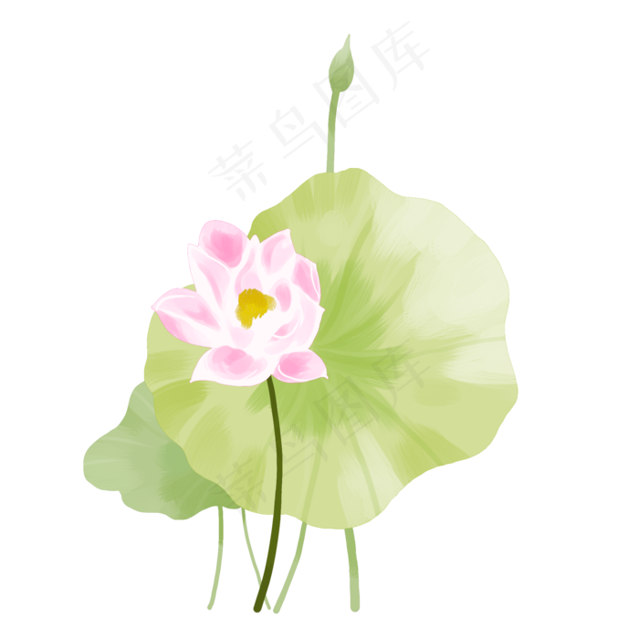 粉色荷花荷叶插画