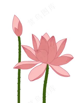 含苞欲放的粉色荷花