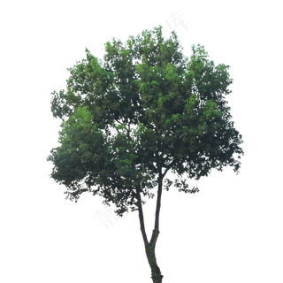 一棵树叶茂盛的大树,免抠元素