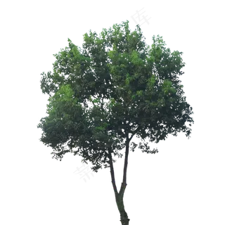 一棵树叶茂盛的大树,免抠元素