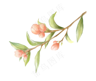 水彩植物粉色花卉