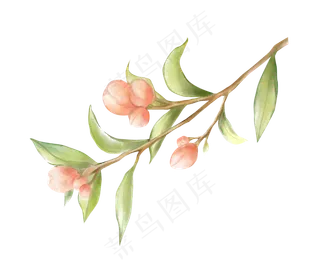 水彩植物粉色花卉