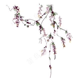 紫藤花手绘水彩素材