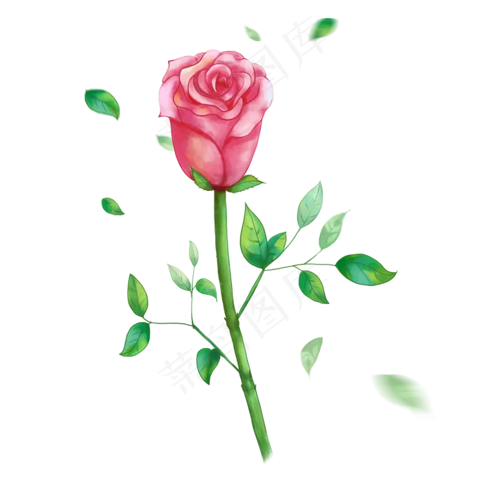 玫瑰花一支快盛开的红色玫瑰花玫(2000X2000(DPI:300))psd模版下载